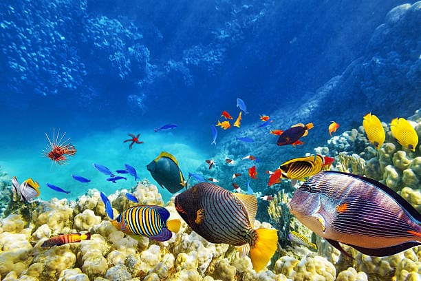 preservacion del ecosistema