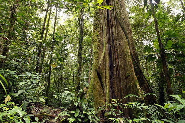 medidas para proteger el ecosistema